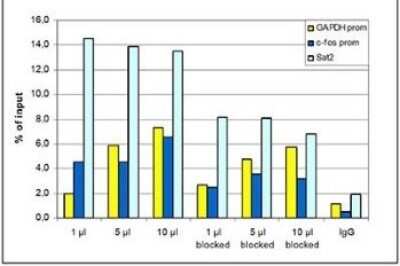 Chromatin Immunoprecipitation: Histone H3 [Trimethyl Lys9, p Ser10] Antibody [NBP2-59169] - ChIP assays were performed using human HeLa cells treated with colcemid, the antibody against H3K9me3S10p and optimized PCR primer sets for qPCR. ChIP was performed using sheared chromatin from 10,000 cells per IP. A titration of the antibody consisting of 1, 5, and 10 ul per ChIP experiment was analysed. Additionally, the same titration was analysed after incubation of the antibody with 5 nmol blocking peptide for 1 hour at room temperature. IgG (5 ug/IP) was used as negative IP control. QPCR was performed with primers for the promoter of the active genes GAPDH and c-fos and for the heterochromatin marker Sat2 . Figure shows the recovery, expressed as a % of input (the relative amount of immunoprecipitated DNA compared to input DNA after qPCR analysis).